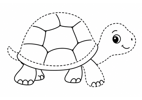 Yumurta Kabuğu Şeklindeki Deniz Kaplumbağası Kılavuzu