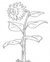 Çiçekler (22)