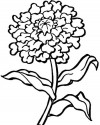 Çiçekler (26)