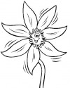 Çiçekler (73)