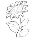 Çiçekler (76)