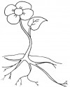 Çiçekler (78)