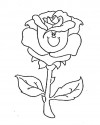 Çiçekler (93)