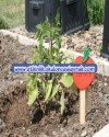 Dil Baskı Çubuğu (abeslang) (79)
